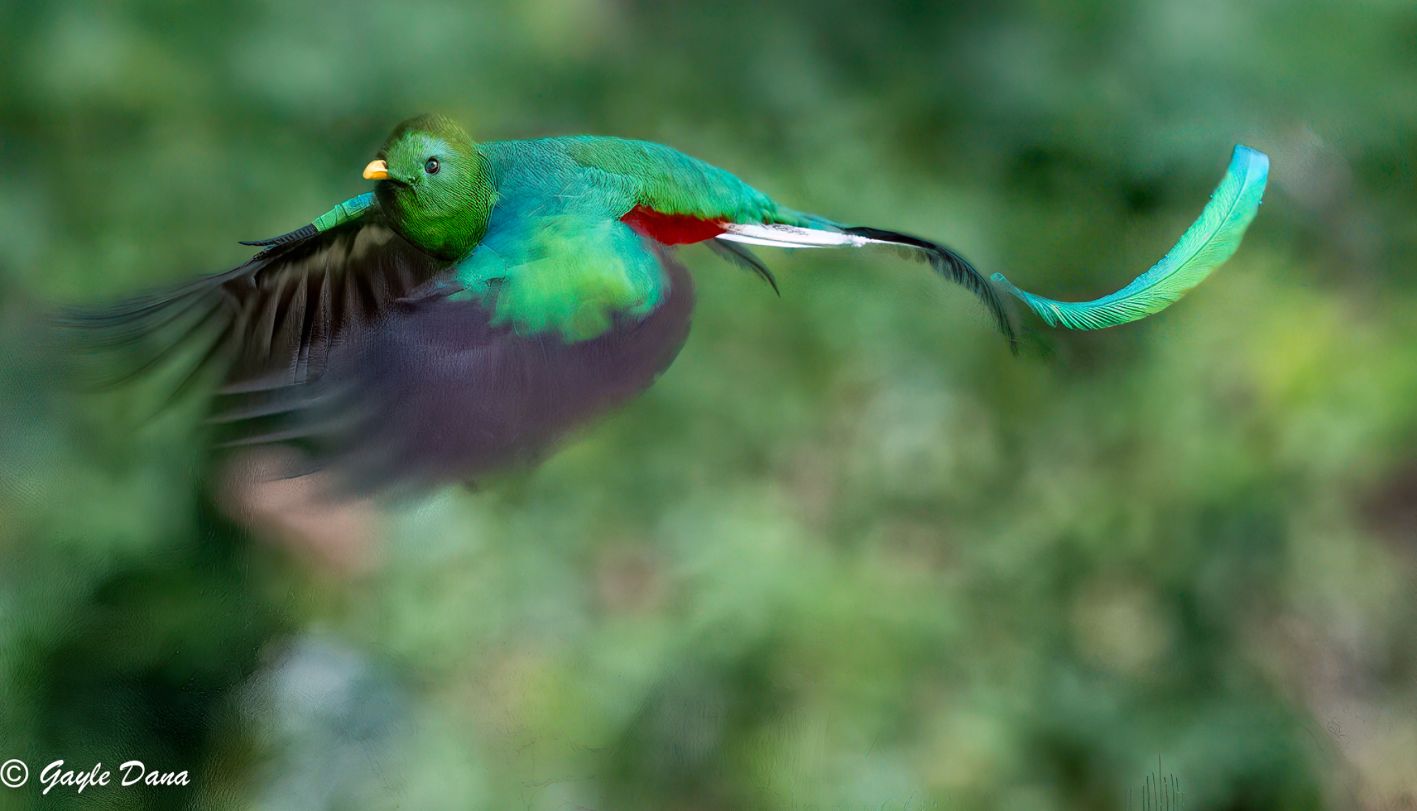 Resplendent Quetzal in flight
